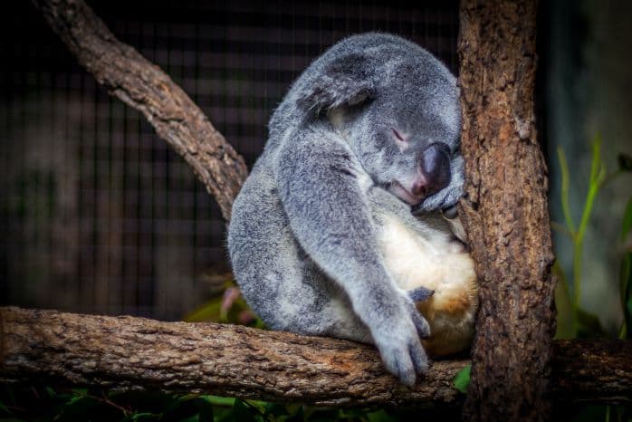 foto de coala cansado em árvore