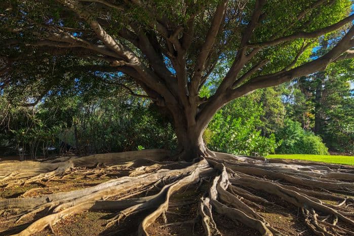 árvore que cresce com raízes do lado de fora da terra