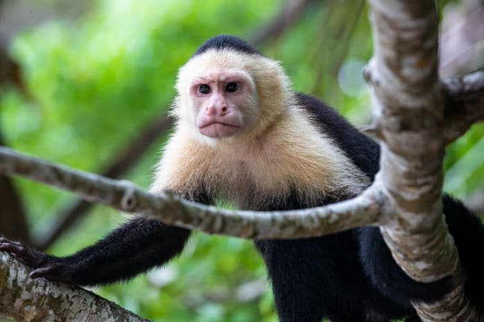 macaquinho com cara de bravo