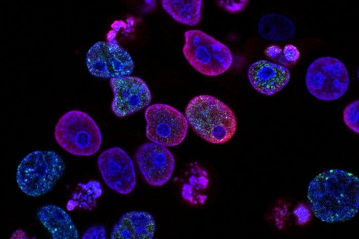 células vistas de um microscópio