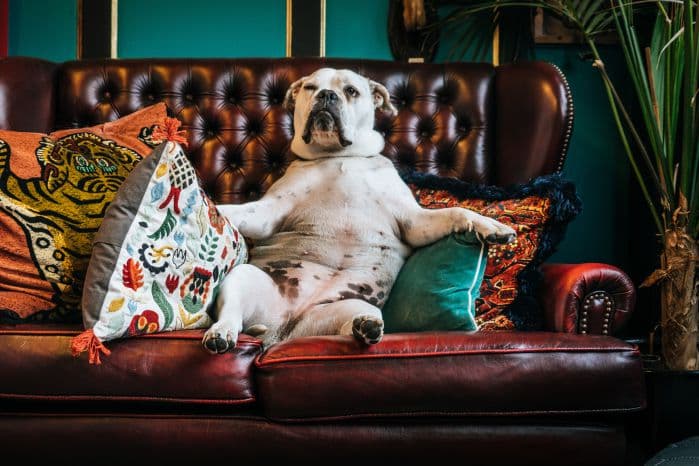 cachorro sentado no sofa