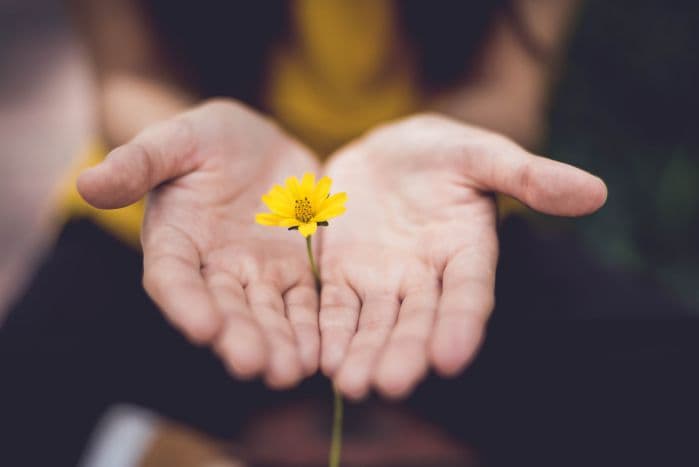 mãos oferecendo flor em duas mãos abertas e extendidas
