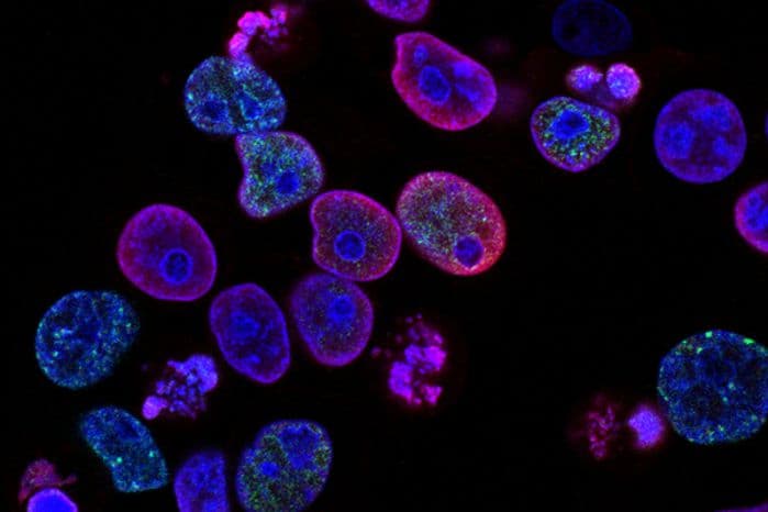 células do corpo humano vistas por microscópio