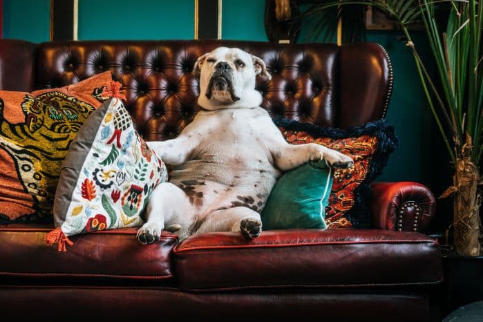 cachorro sentado em sofá