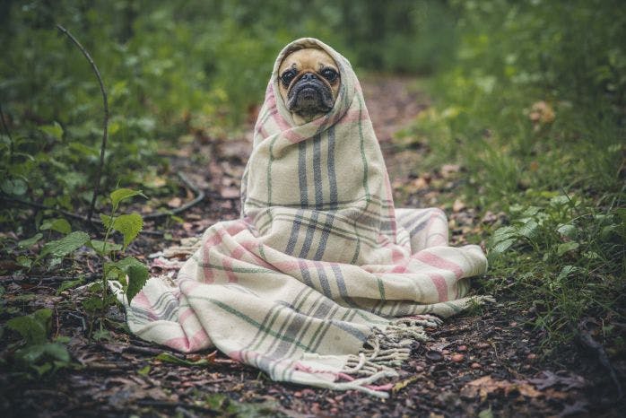 cachorro se esquentando com cobertor